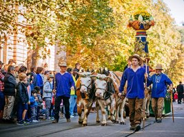 Volksfest-Umzug durch Bad Cannstatt. Eine Trachtengruppe mit Kühen zieht einen Wagen mit einer Miniatur-Fruchtsäule.